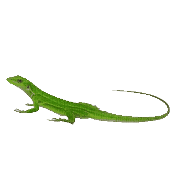 Main Lizard